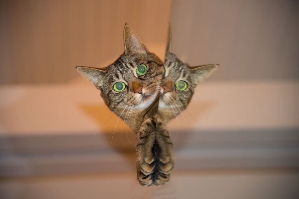 cat-697113_1920 (1)
